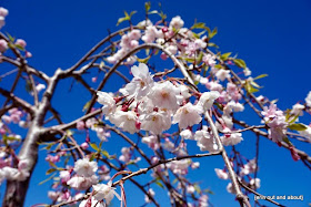 {Erin Out and About} Sakura in Kariya Park