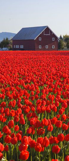 Skagit Valley tulip fields in Mount Vernon, Washington and 50+ Secret Places in America That Most Tourists Don't Know About