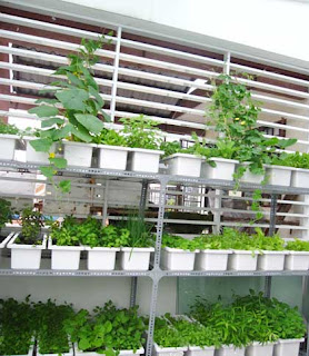 Cách làm vườn rau sạch trên sân thượng tại nhà thật đơn giản