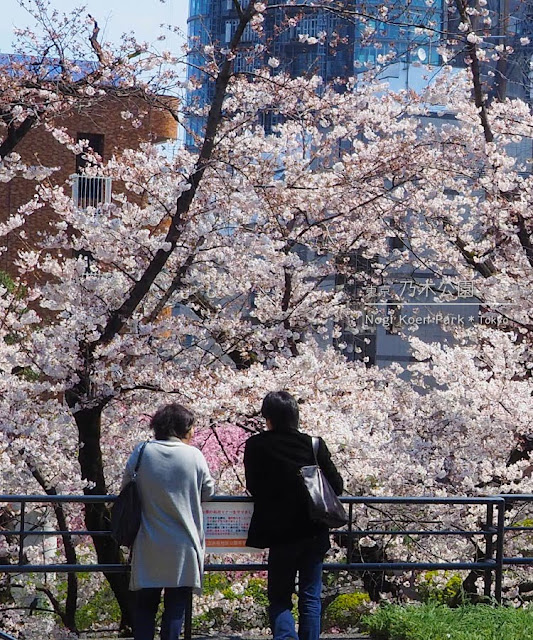 乃木神社＆乃木公園の桜