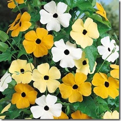 Black Eye Susan Mix