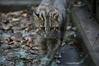 Tsushima Leopard Cat