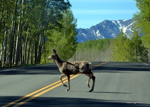 Mule Deer