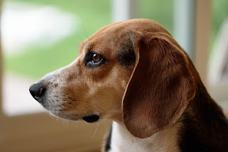 Beagle dogs fact