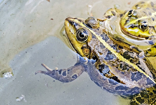 Sistem Pernafasan pada Hewan  Burung Reptil Amfibi  Ikan 