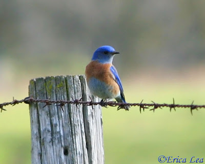 Western Bluebird, blue bird