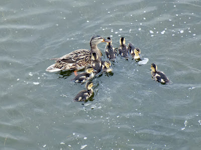 Very appropriately Mother’s Day – Lake duck with her seven ducklings.