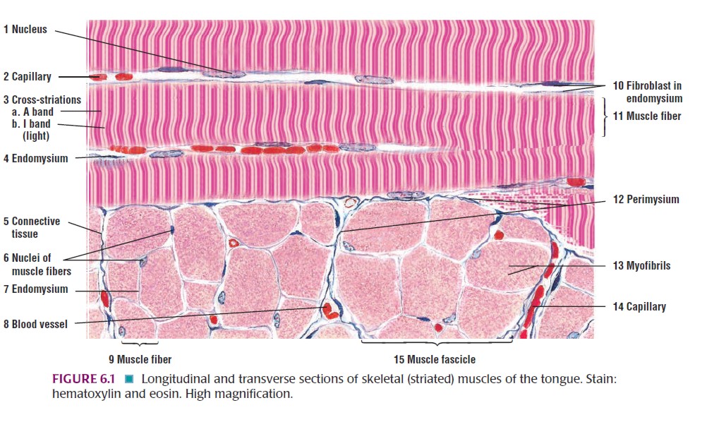 Histologi Jaringan Otot Muscle Tisuue BlogK Putih