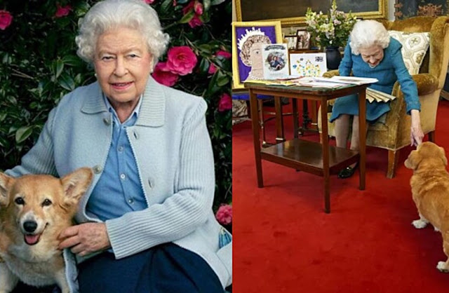 Serão sacrificados? Veja o que acontece com os cães da rainha Elizabeth II