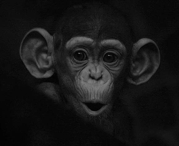 black and white pictures of animals. Beautiful Black And White