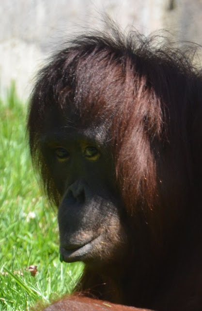 A Bornean orangutan glances to its left.