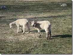 Too cute!  This is why I can't eat lamb.  Baa!
