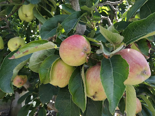 Ripe, Yambol, Apples, Free, Passers By,