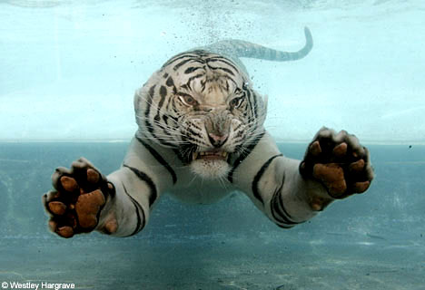 white tiger swimming