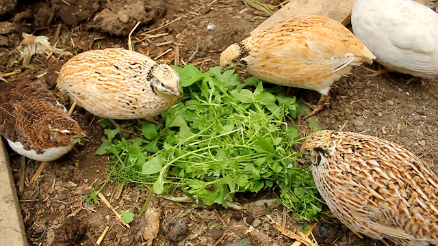 A group of organic coturnix quail eating chickweed