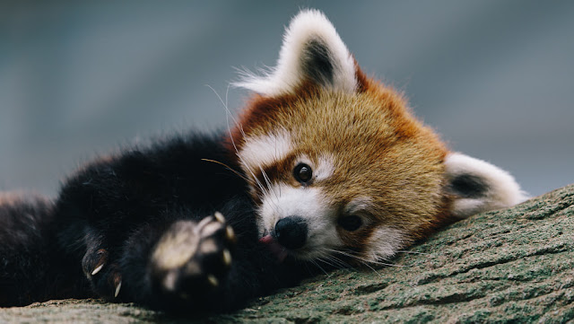 Red Panda - Panda Rojo