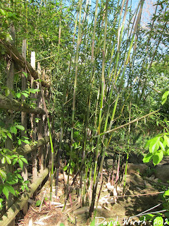 bamboo damaged from wind, insects, bugs, disease
