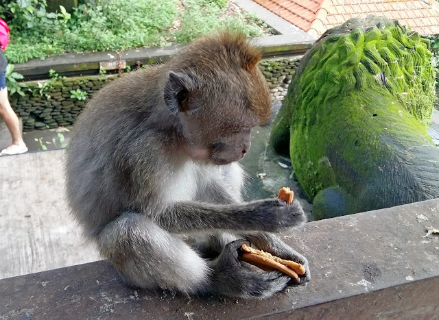 достопримечательности Убуда Monkey Forest ( Лес Обезьян).