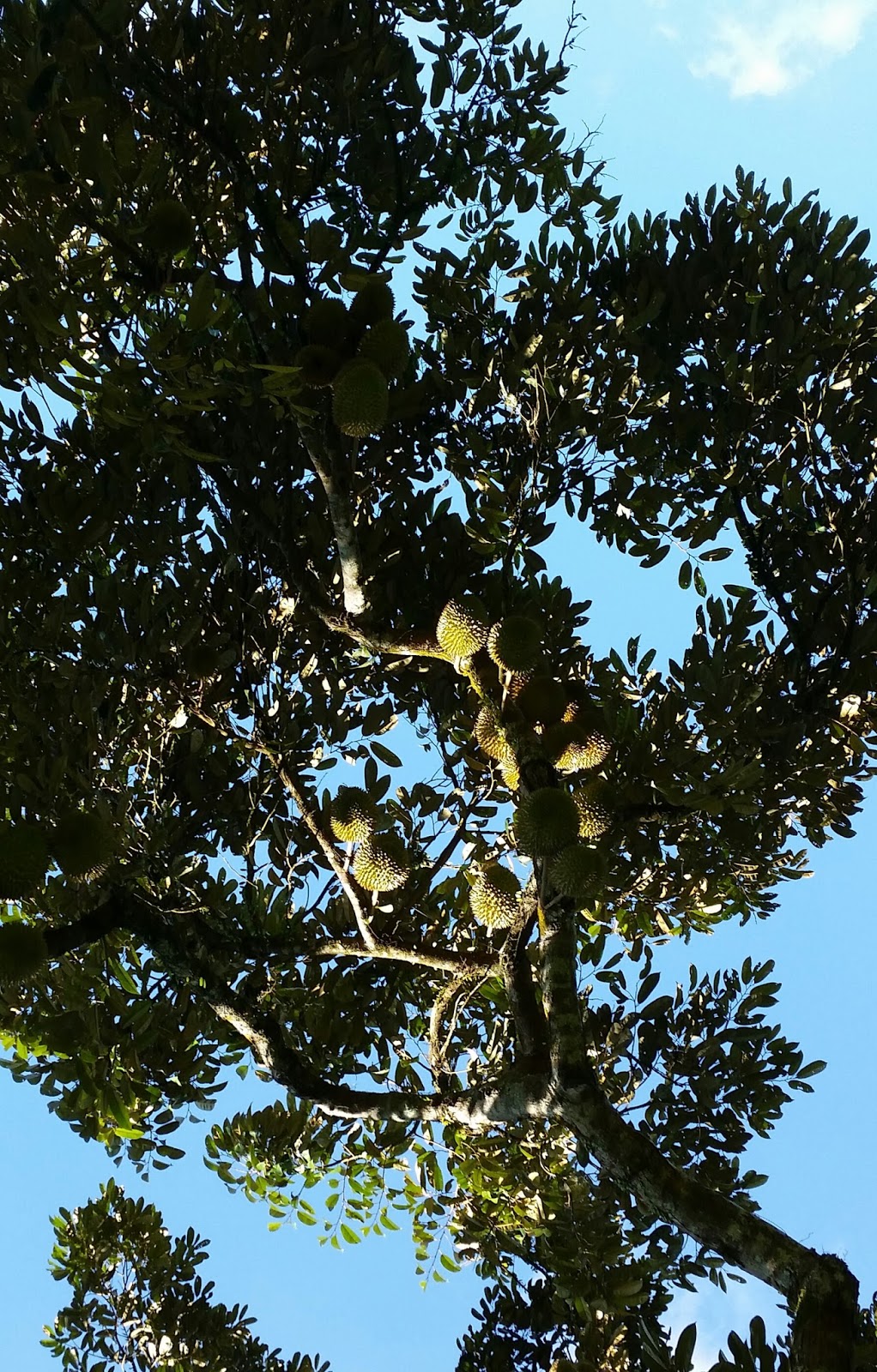 Warisan Petani Tanaman Durian 