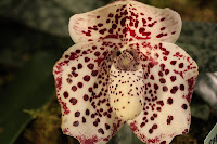 Orhideea Paphiopedilum