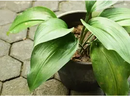Cast Iron Plant