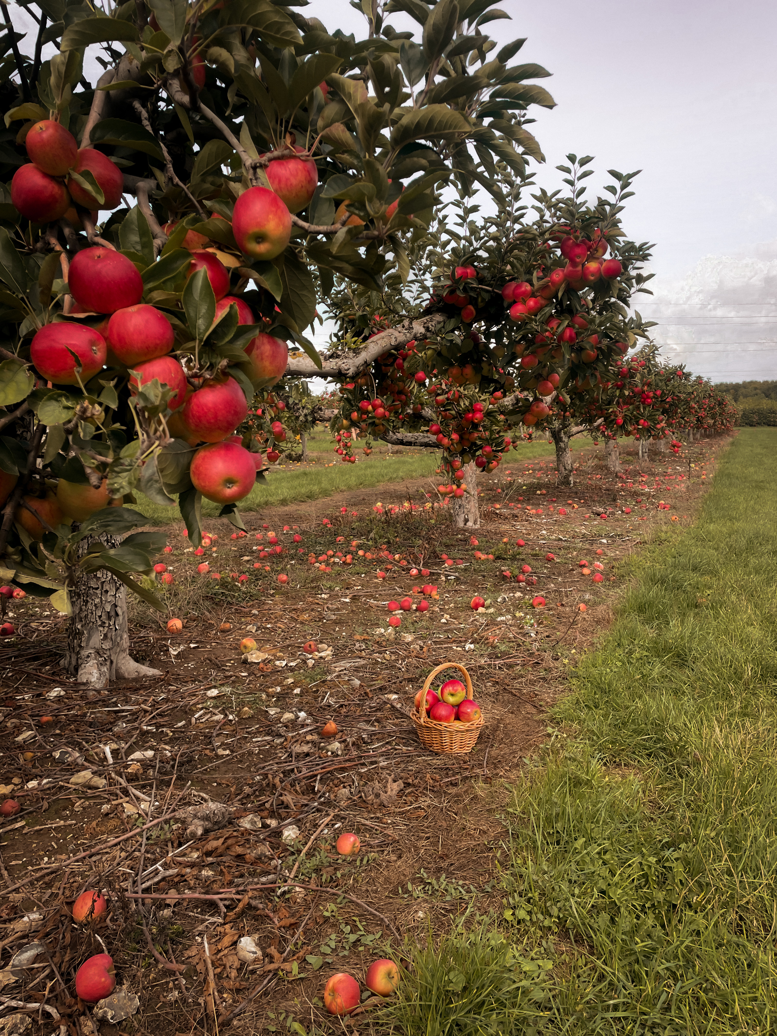 Autumn Apple Picking Farm