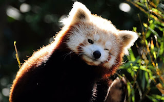 Red Panda