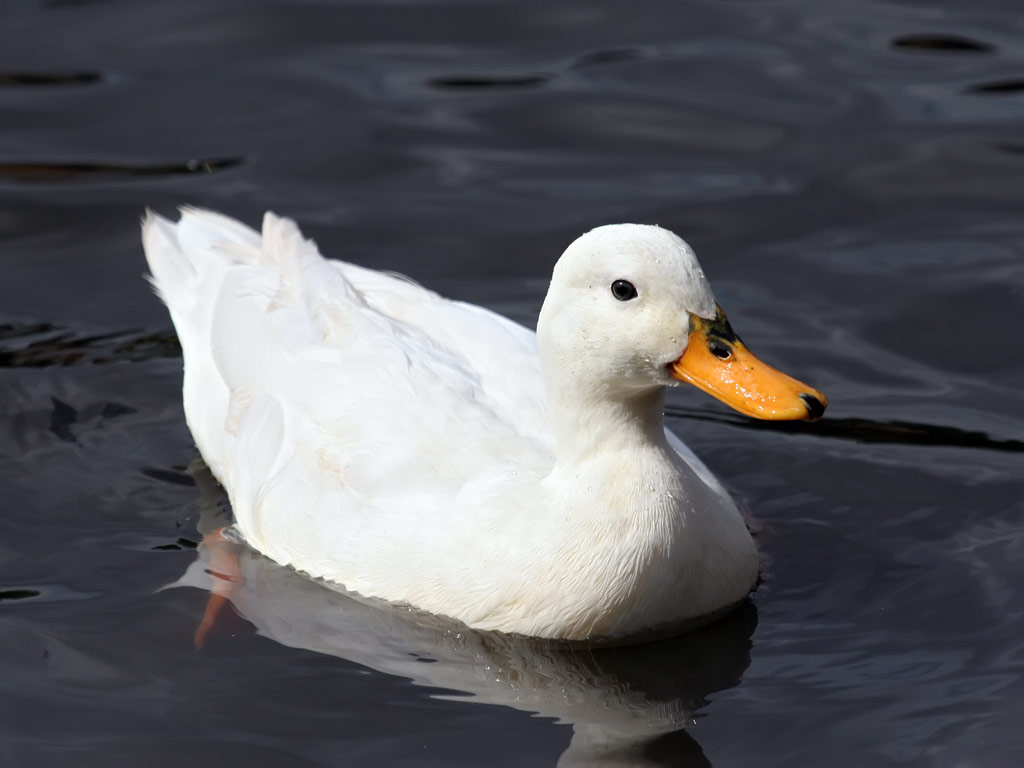 Mengenal Hewan  dan Tumbuhan Nama Ilmiah Bebek 