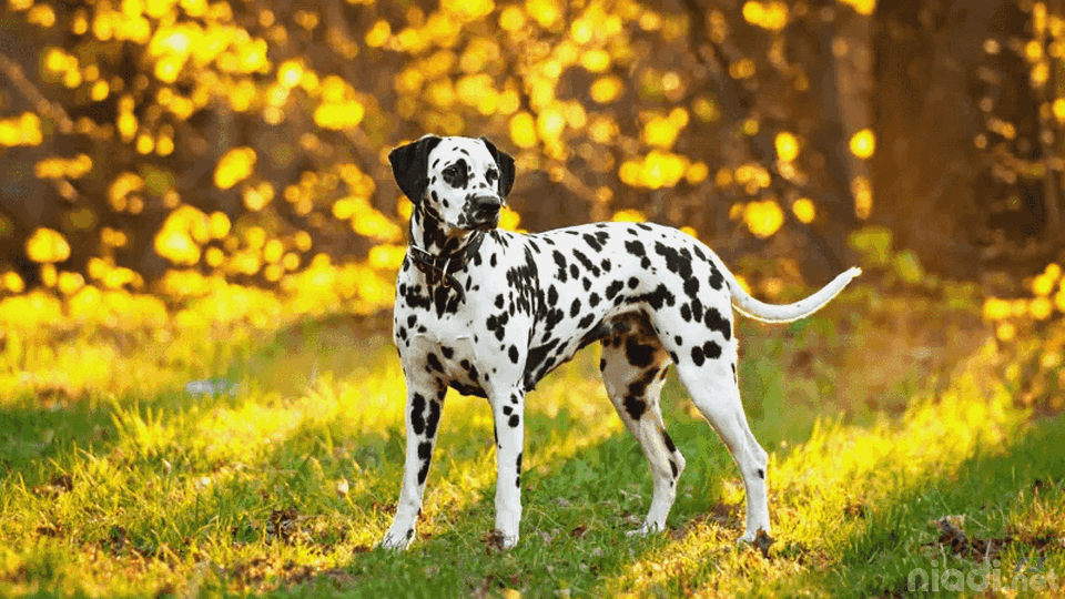 jenis anjing dalmatian