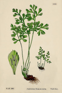 Botanical illustration of Asplenium ruta-muraria.