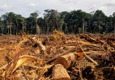 Ilstrasi kerusakan hutan