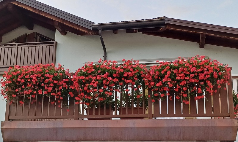 Terrazza in fiore con geranei