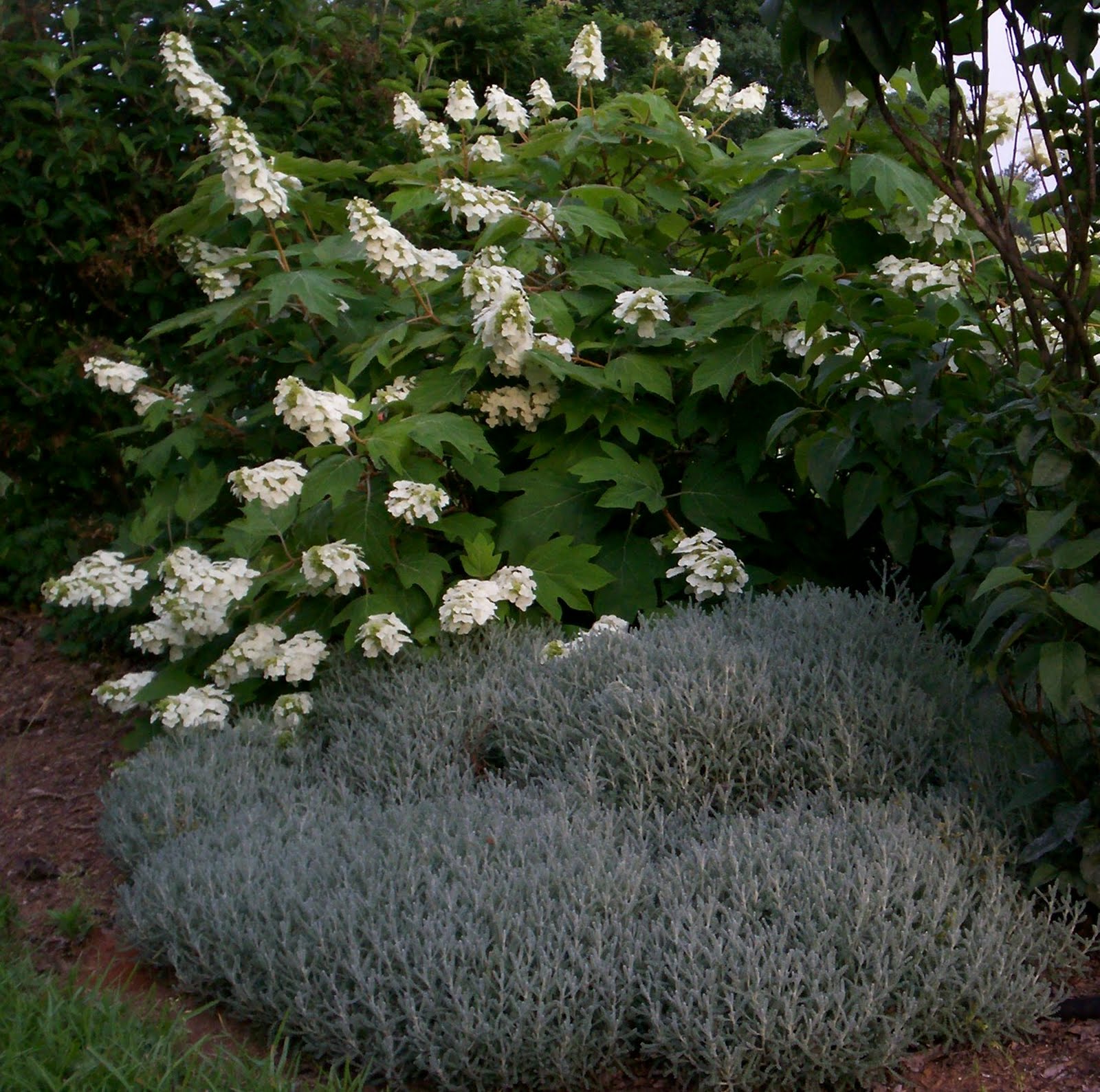 Garden in Southwest Georgia: Oakleaf Hydrangea