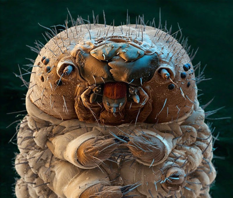 16 Terryfying Images From The Microscope - Caterpillar