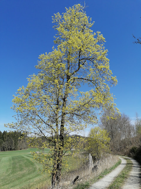 Sauerland wandern Wetter blog Eslohe Homert