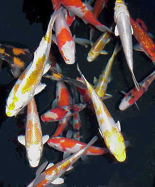 a fish koi