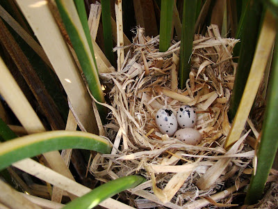 alt="nido de varillero alas amarillas,Agelasticus thilius,aves de mendoza"