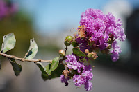 Carl Zeiss Makro-Planar 1:2.8 f=60mm T* AEJ　絞り:F2.8