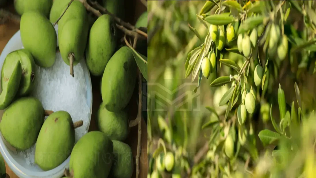 জলপাই খাওয়ার উপকারিতা ও অপকারিতা