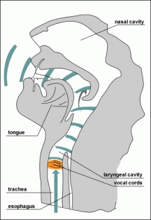 anatomylarynx