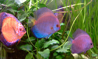 Discus