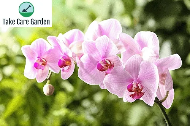 Conheça os Tipos Mais Comuns de Orquídeas e Suas Características