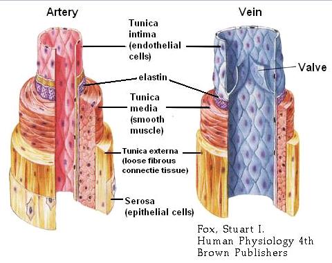 arteries of body diagram. and arteries diagram. ody