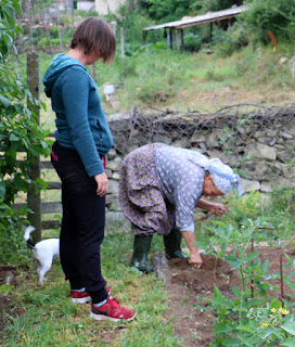 Little Lady planting tomatoes