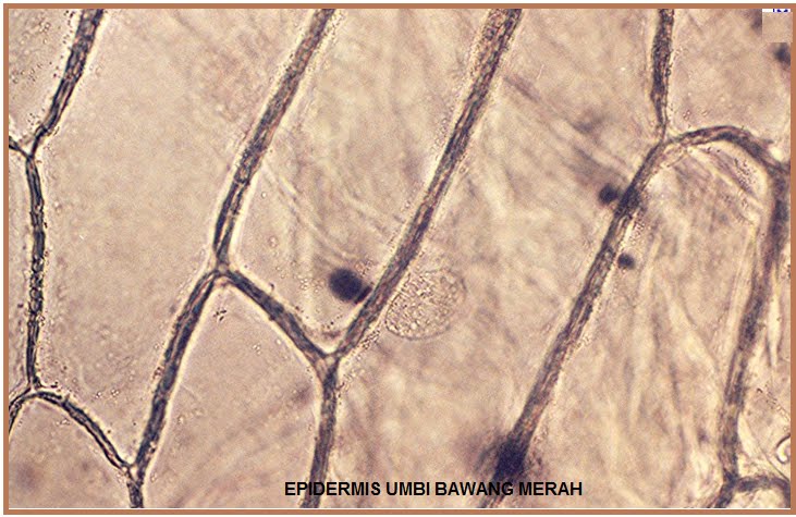 EPIDERMIS DAUN-EXPERIMEN SEDERHANA  Berita Biologi