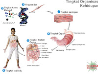 Tingkat Organisasi  Kehidupan