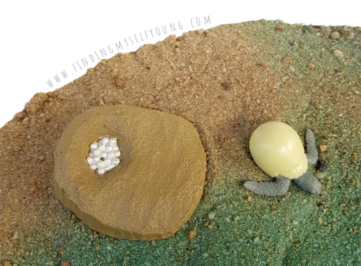 turtle eggs and babies in sand