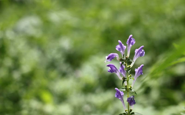 Baikal Skullcap Flowers Pictures