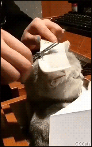 Cute Cat GIF • When your cat knows he needs a good haircut like human So patient and cool cat ok-cats.com]