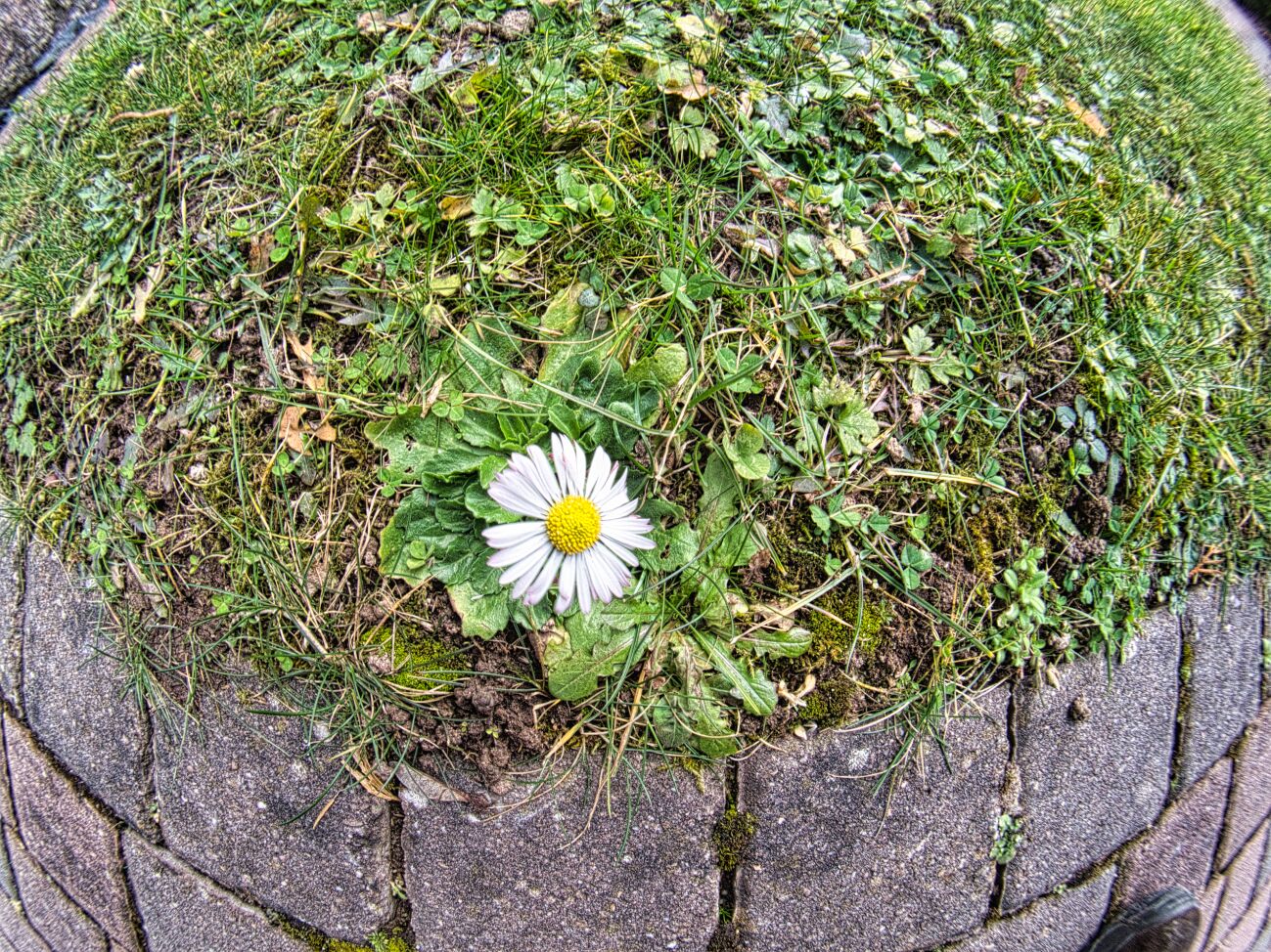 Bekanntes Gänseblümlein mit Löwenhinterpfote